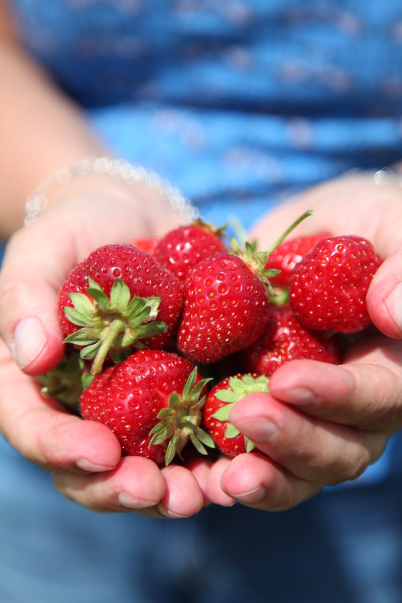 딸기 축제 분위기를 보여주는 딸기 사진